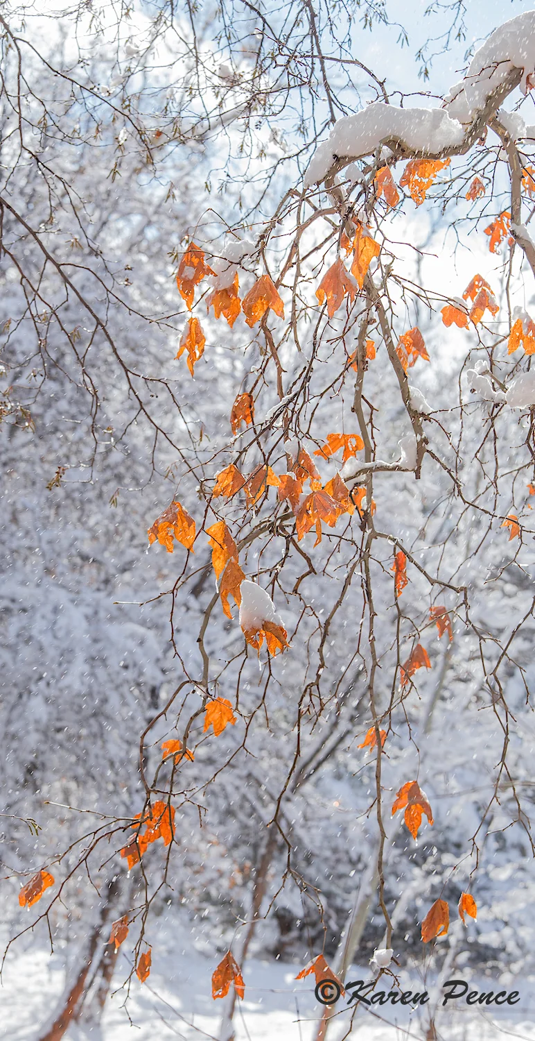 Another version of catching falling snow! Just love it.