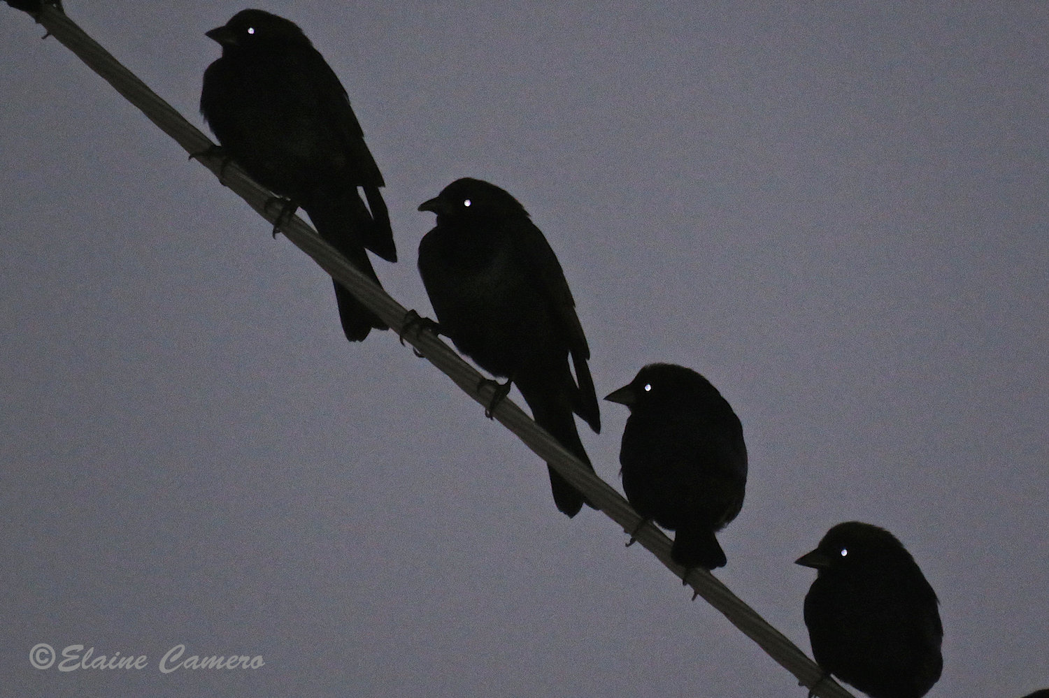 Shot taken in front of McDonald's just south of Casa Grande. Hundreds of these black birds were swarming this way and that in unison just as we drove in. They were revving up their engines, stretching, getting ready for their day. Elaine pronounced the birds would not be there when we returned to our car. She was right. And no, these eyes came right out of the camera like that.
