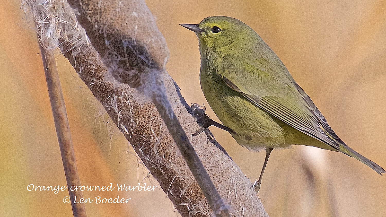Orange-crowned Warbler.