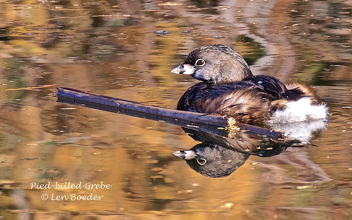 Pied-billed Grebe