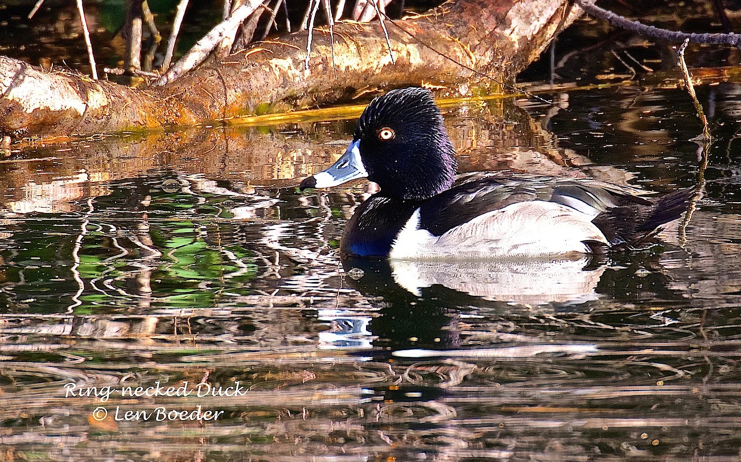 Ring necked duc.