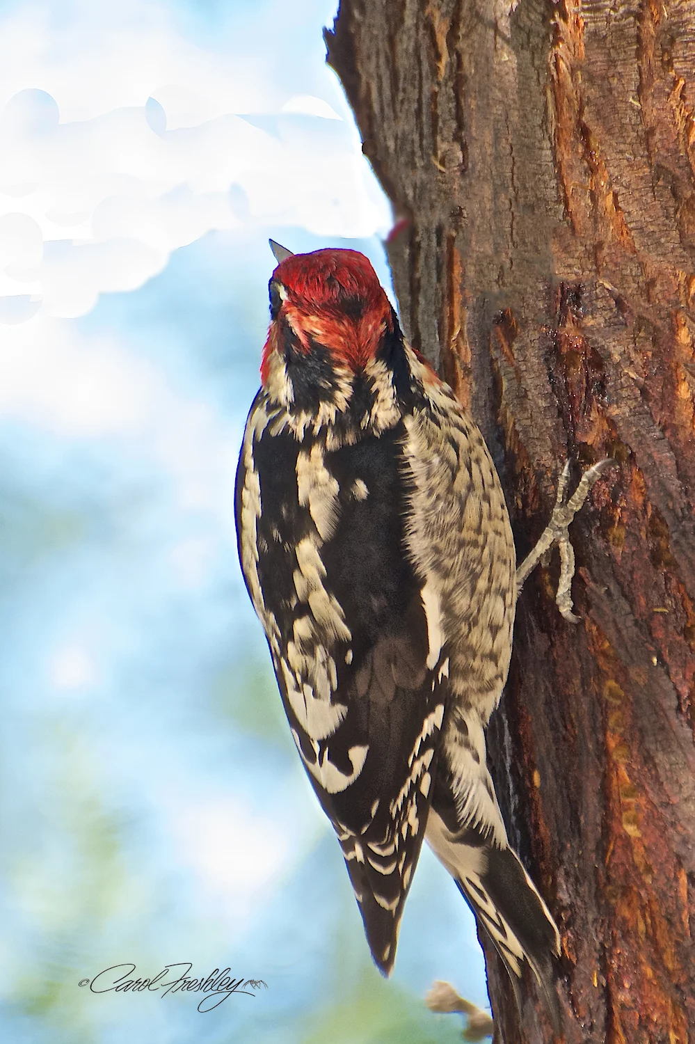 Ladder Woodpecker