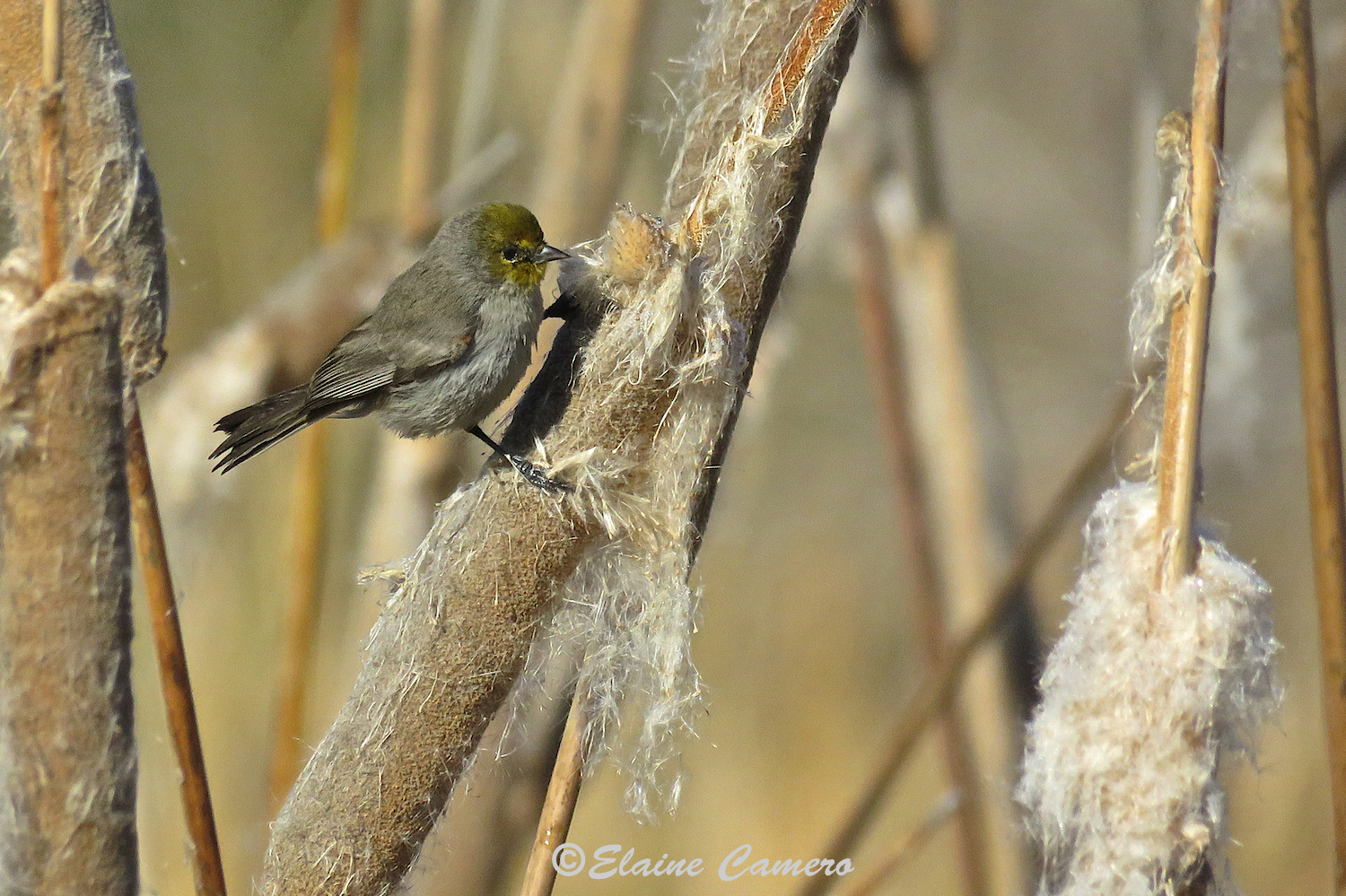 I hope you can appreciate just how tiny this bird is. I think it must be an orange-crowned warbler but why birders call a bird that is clearly green to me to be an orange crowned . . . just saying!
