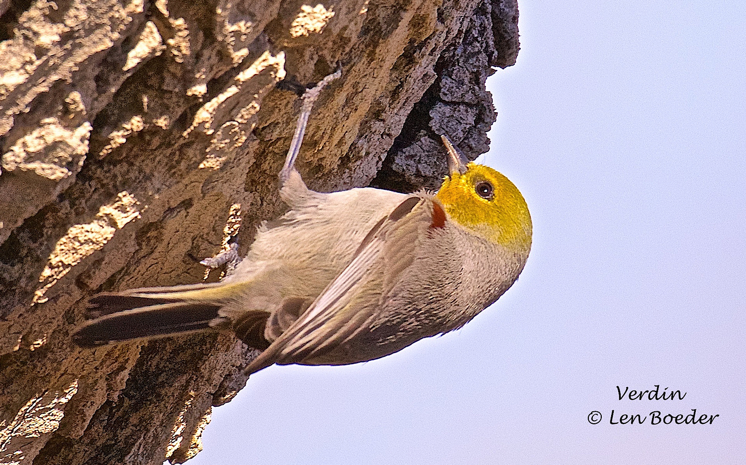 Verdin.