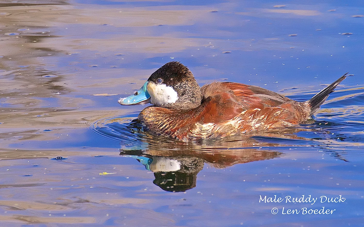 Len notes, "The male Ruby Duck's bill turns blue during the mating season. I asked him to pose for my picture, forgetting that he had just been preening before the shot. Note the feathers on his blue bill. I will try to clean him up better before I take his picture next time.!