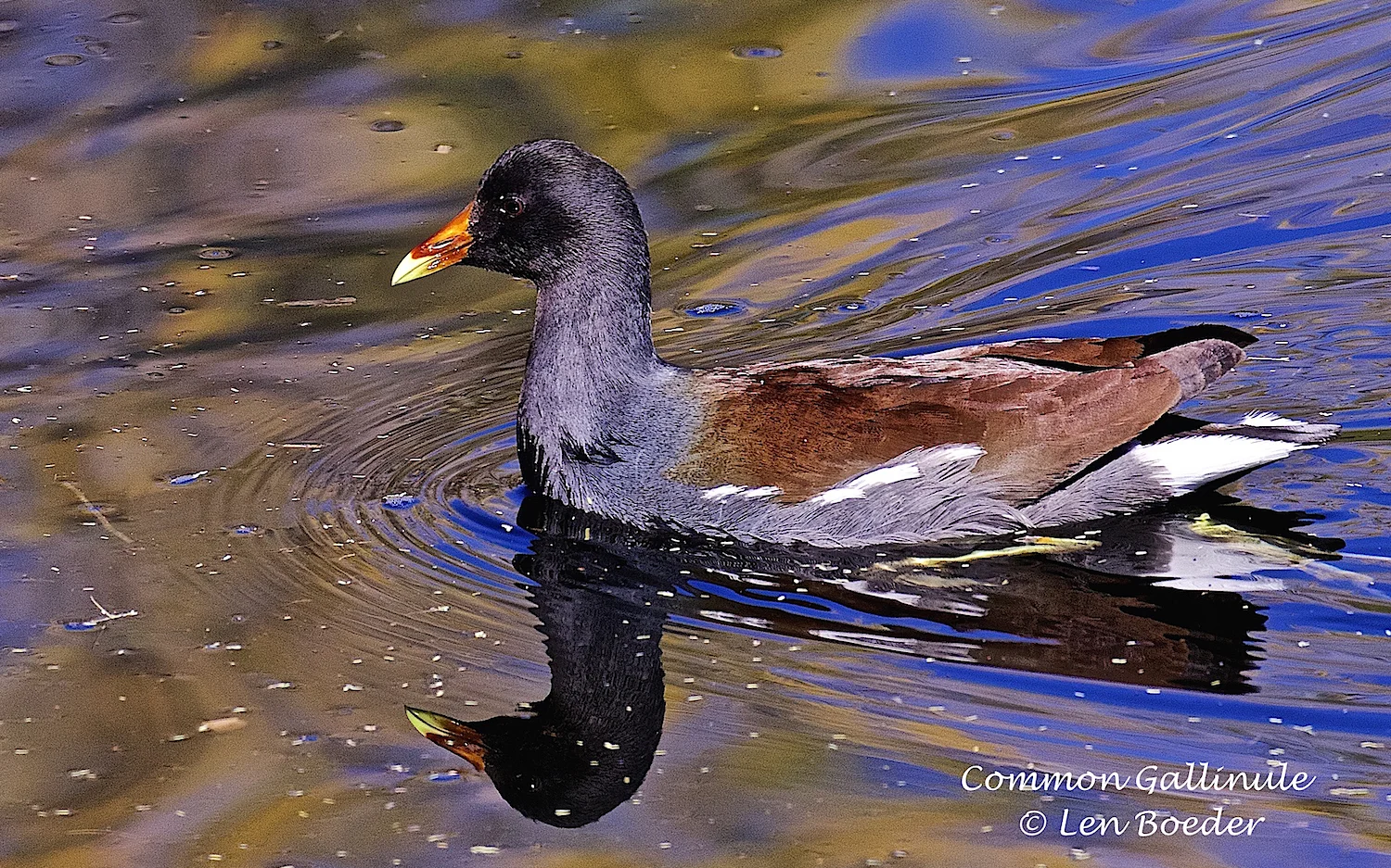 Common Gallinulle