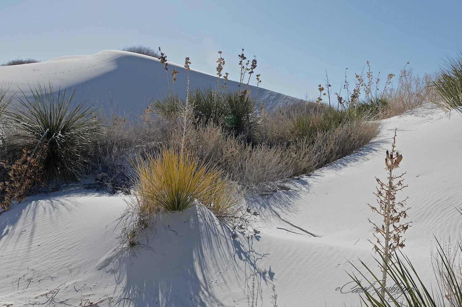 White Sands 26.jpg