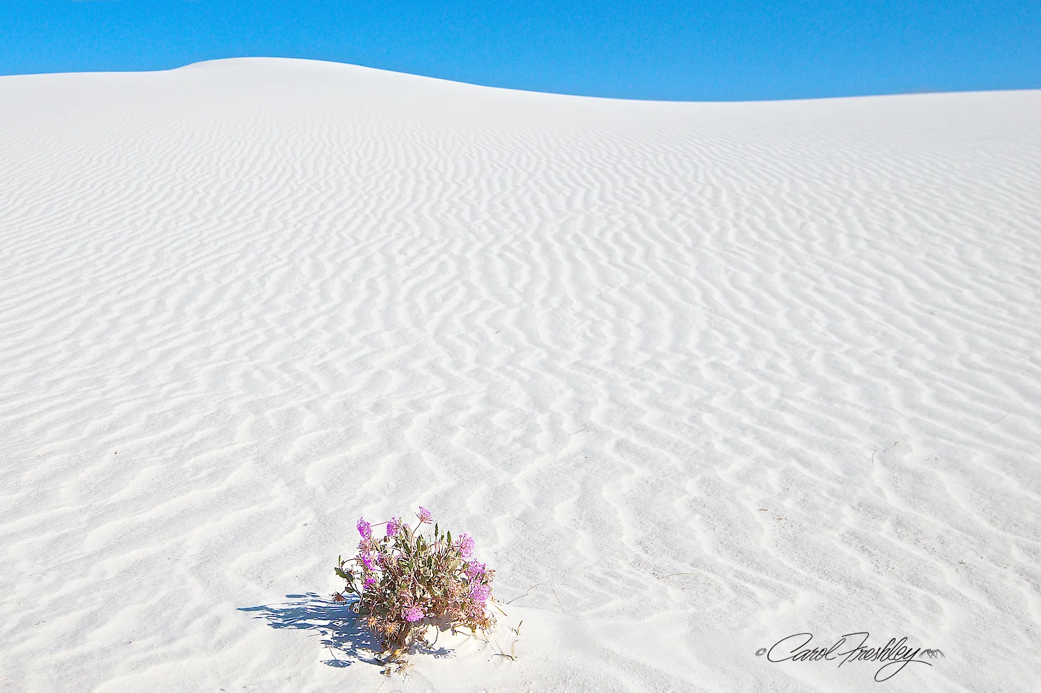 White Sands 120.jpg