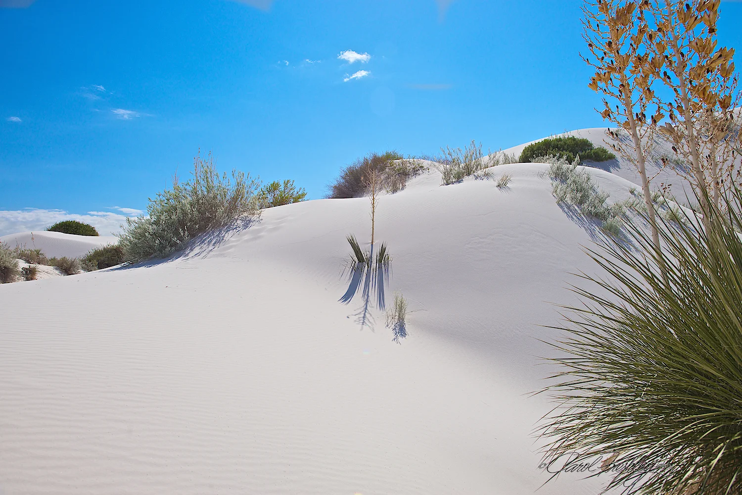 White Sands 134.jpg