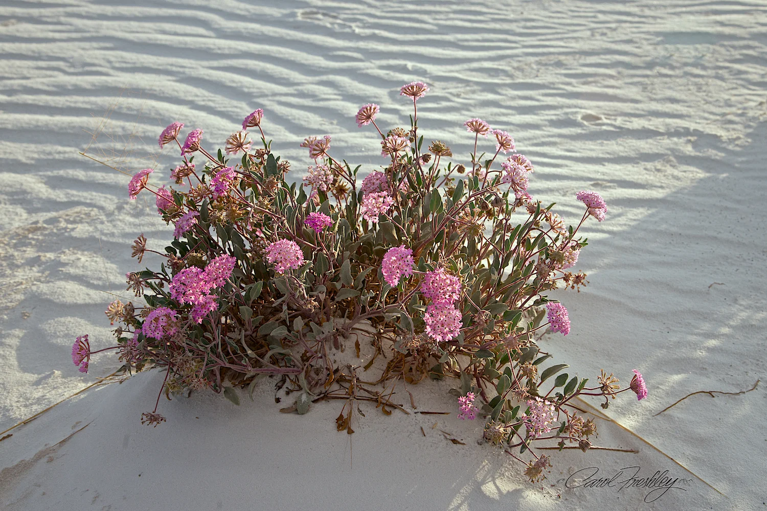 White Sands 195.jpg