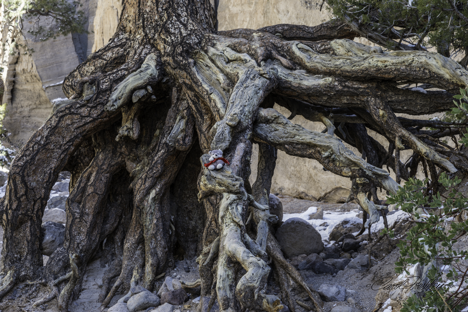 Right inside the entrance to the canyon there is a tree (nice and green and healthy on top) with these fascinating roots. Kids climb all over it. Ann, of course, hiking way ahead of us, hiked all the way back so excited that she had found the tree we talked abut. She wanted her photo taken with Lefty and the roots. I hurried up with her and by the time we found the perfect perch that would not abuse his cute touché, we forgot to get Ann in the photo!! 