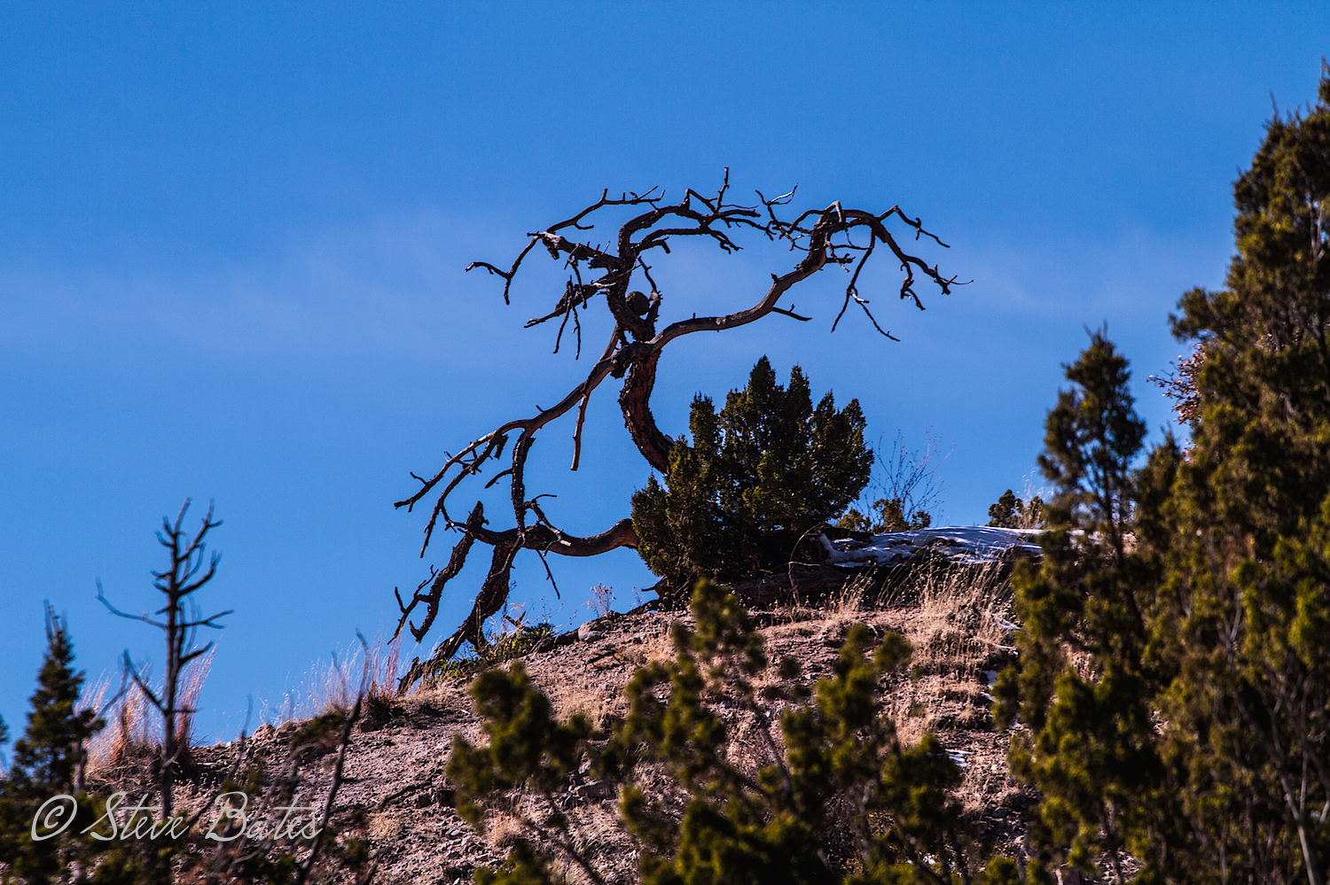 Steve took a picture of my witchie tree.