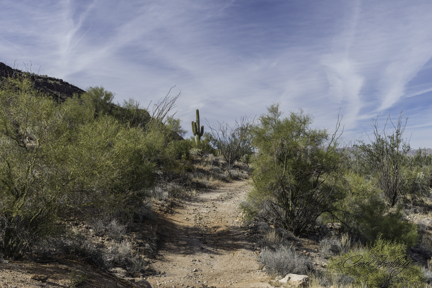 Down around the corner I spotted two gorgeous coyotes. They spotted me! We both stopped, stared, and went on our way.