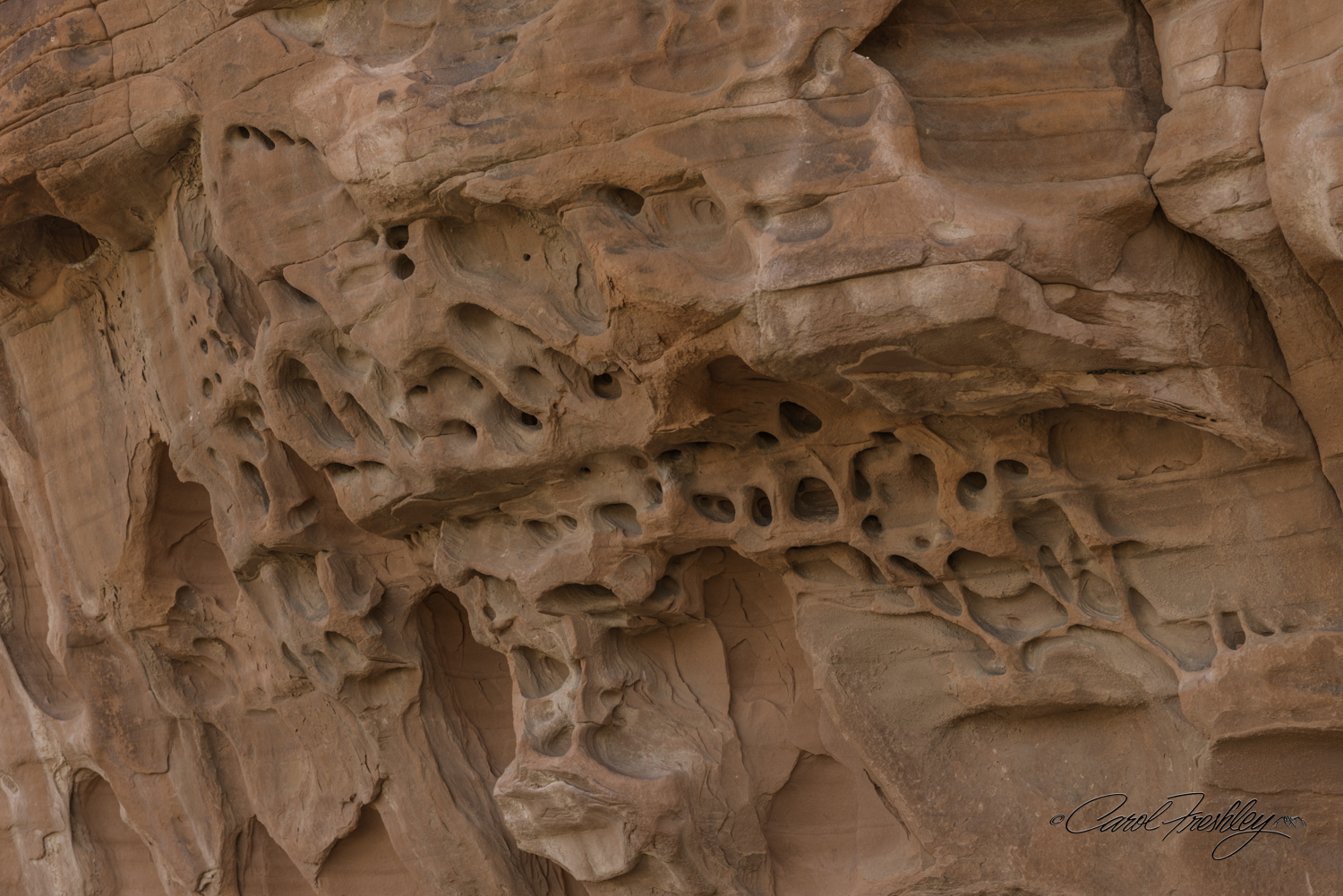 I was surprised that there were so few birds in the area. There are so many great nesting condominiums. I suspect it is because the surrounding desert is very harsh with little to support many birds.