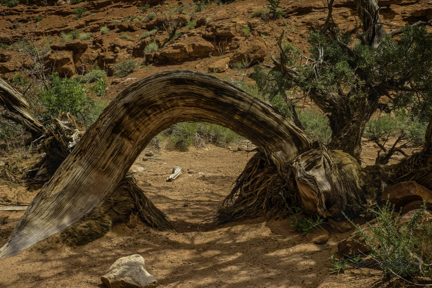 Arches National Monument-7-4.jpg