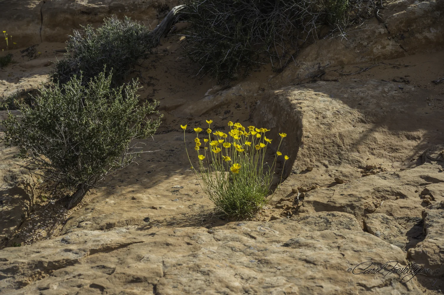Arches National Monument-132-53.jpg