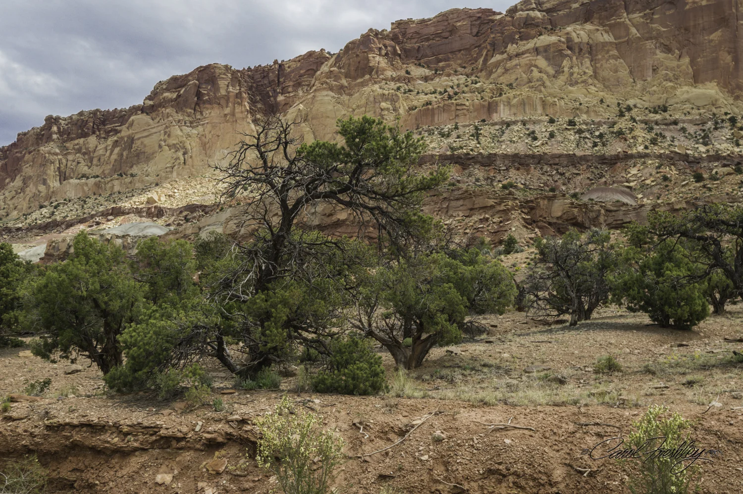 Capitol Reef National Monument-78-15.jpg