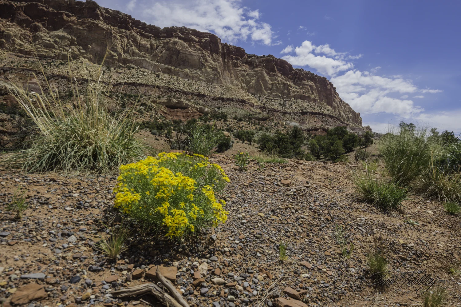 Capitol Reef National Monument-109-24.jpg