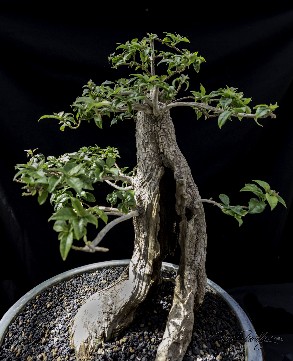 This is a bonsai bougainvillea! The owner said it was about ready to bloom and would have tiny flowers!