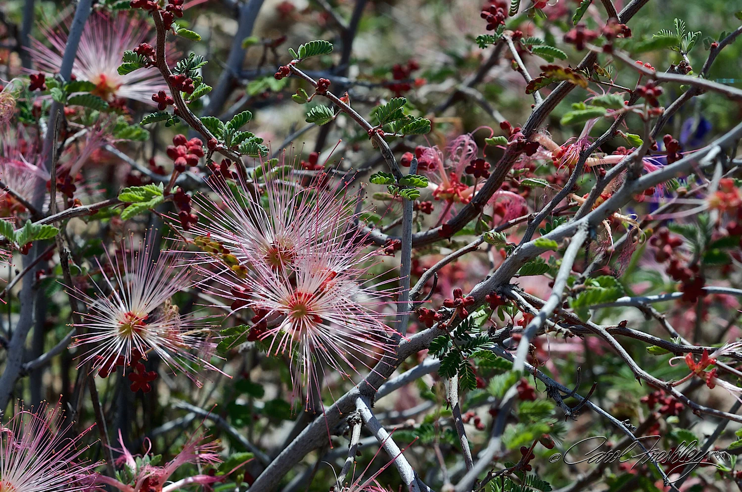 Wildflowers to Globe 21.jpg