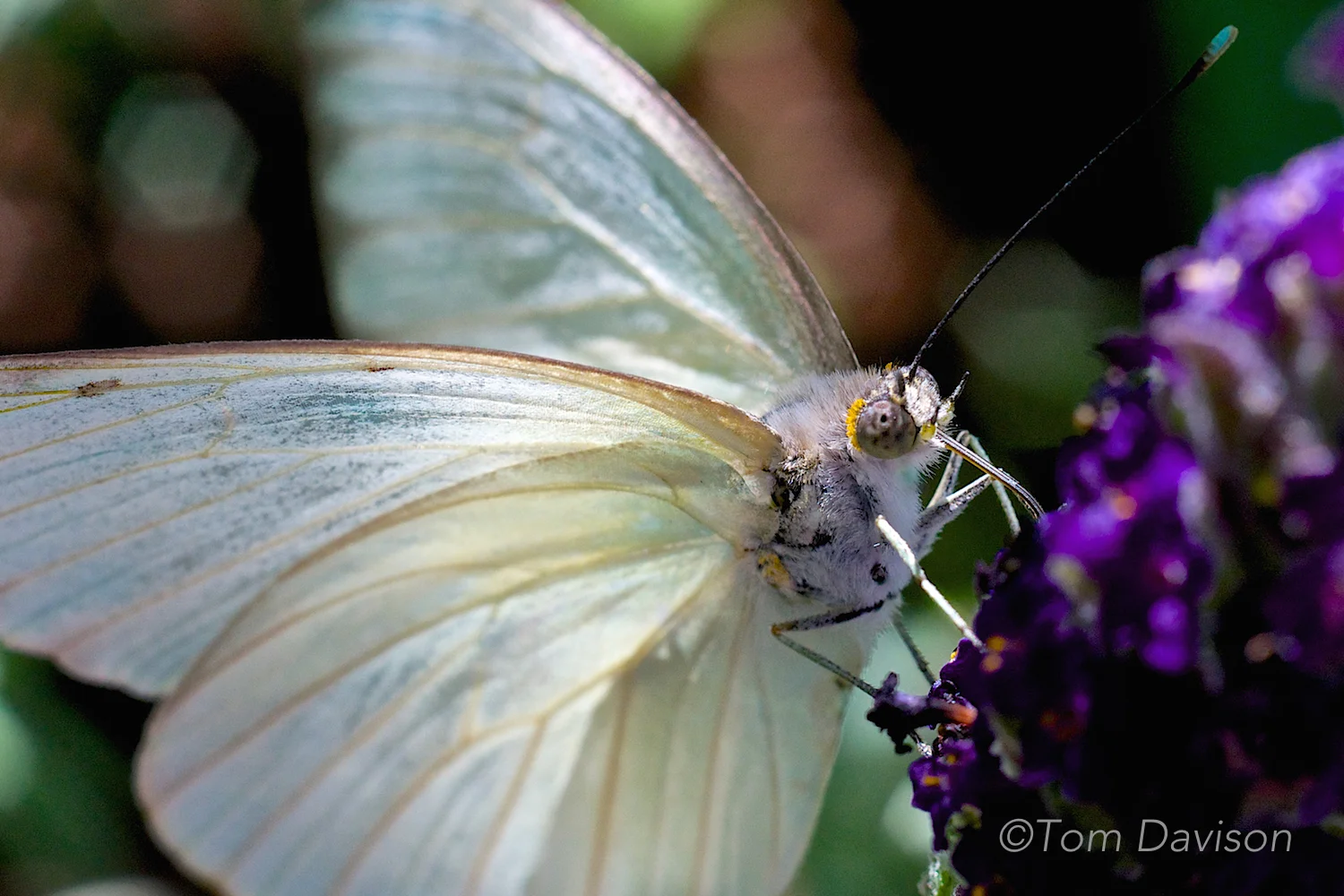 This is so beautiful and delicate. I went back to see what lens camera combination he used. Tom used his Nikon D600 with the old manual lens I gave him that is so tack sharp. It is a 55mm prime Nikkor and I am betting he had it wide open. Trick to this is that I cannot imagine shooting moving butterflies with a manual focus lens! But, if I could get images like this one I just might give it a try.