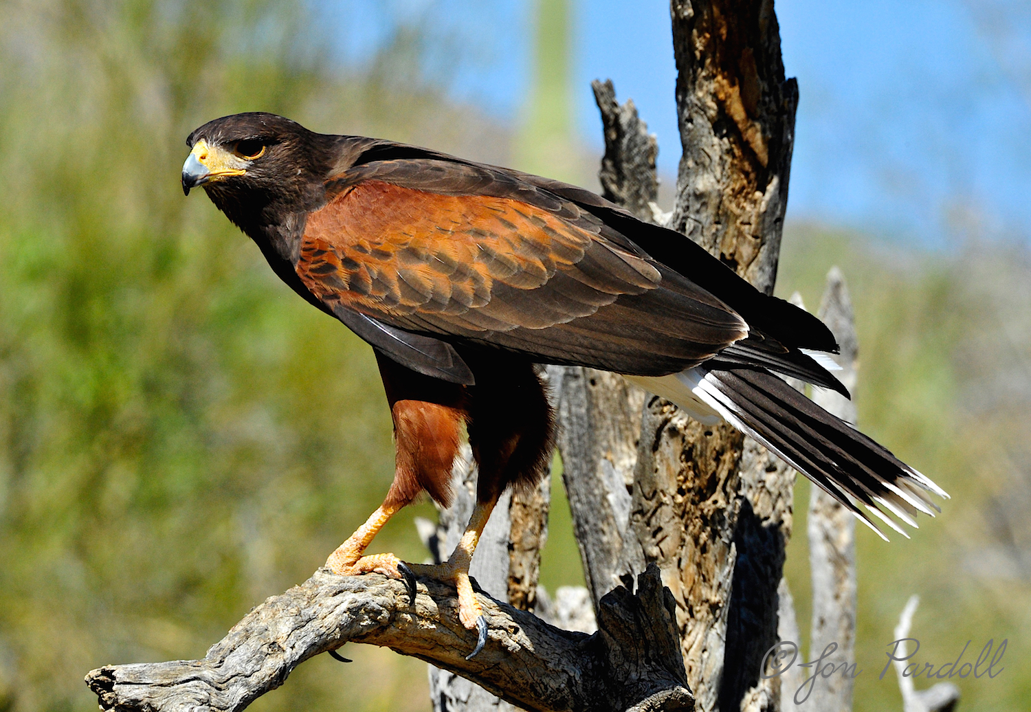 Harris Hawk