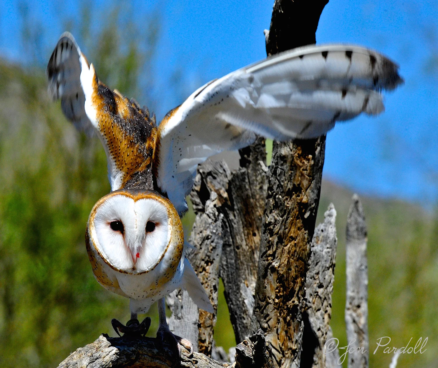 Barn Owl . . . just gorgeous.