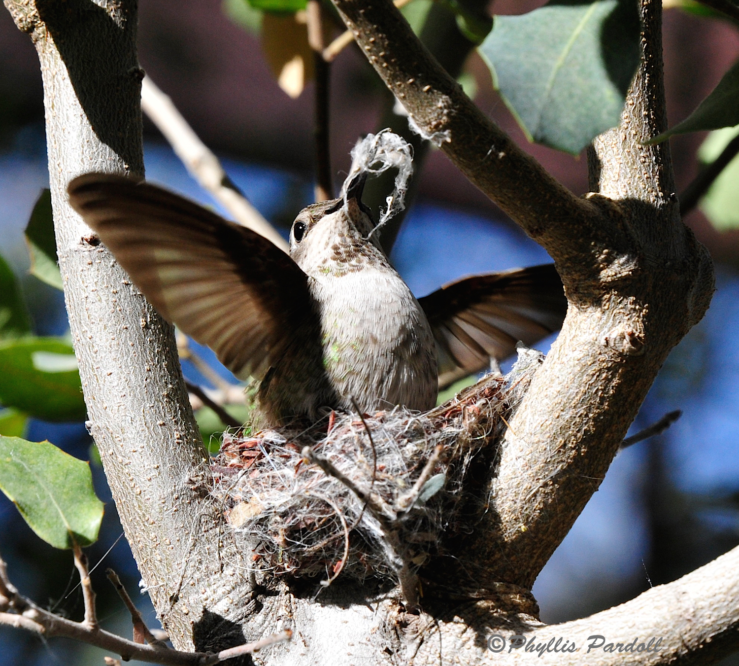 Hummer building a nest.