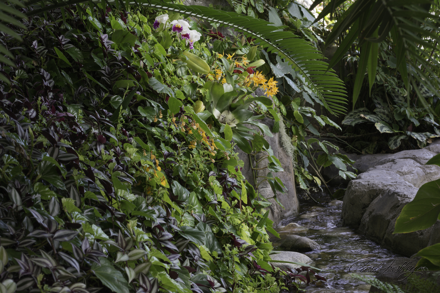Just look at this luscious little creek in the orchid area.