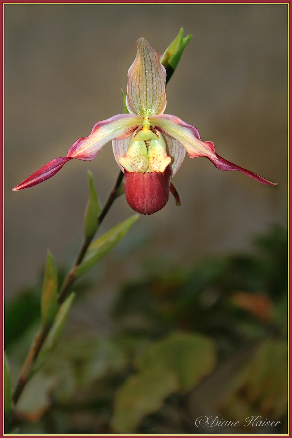 Here is another. This orchid really caught our attention.