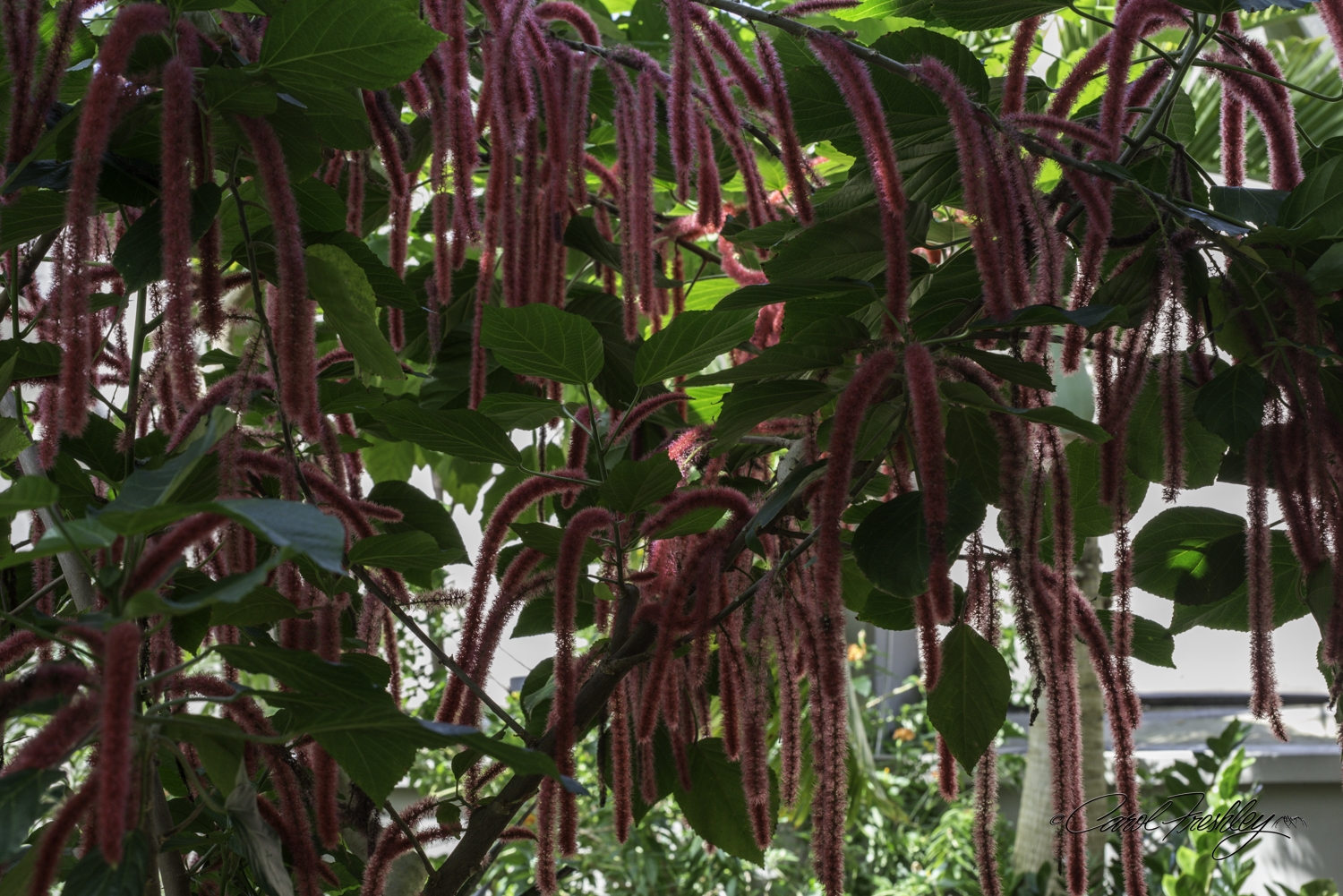 I call this the dreadlock tree. It was quite large and full of these hanging flowers.