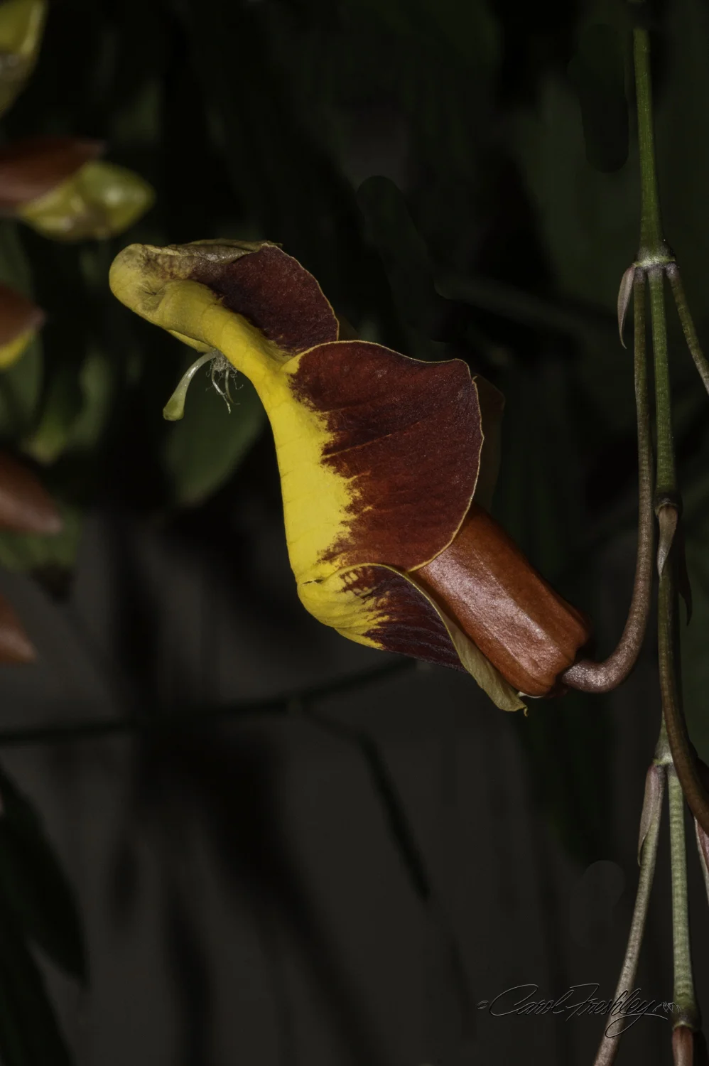 Side view.