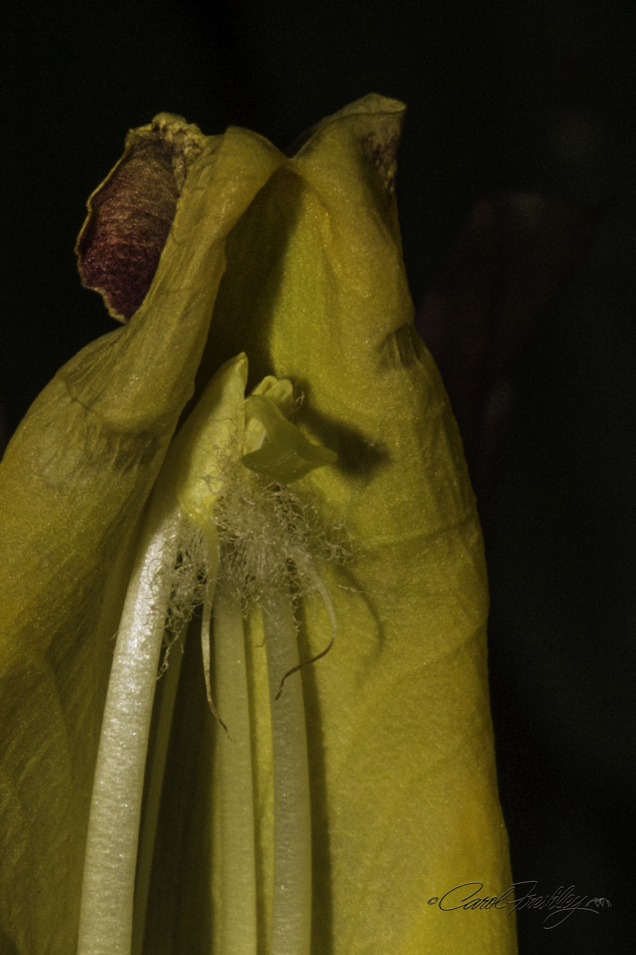 I admit this one is a bit erotic!!