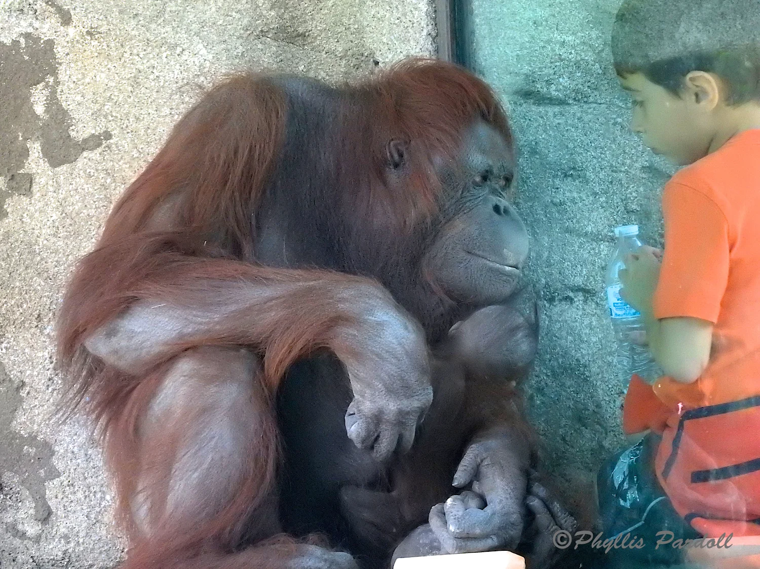 Bess is known for liking to get up close to the glass, especially for children.