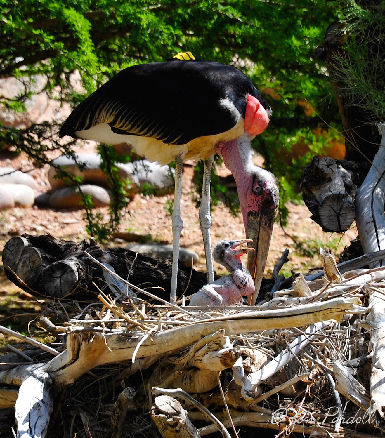 Marabou Stork