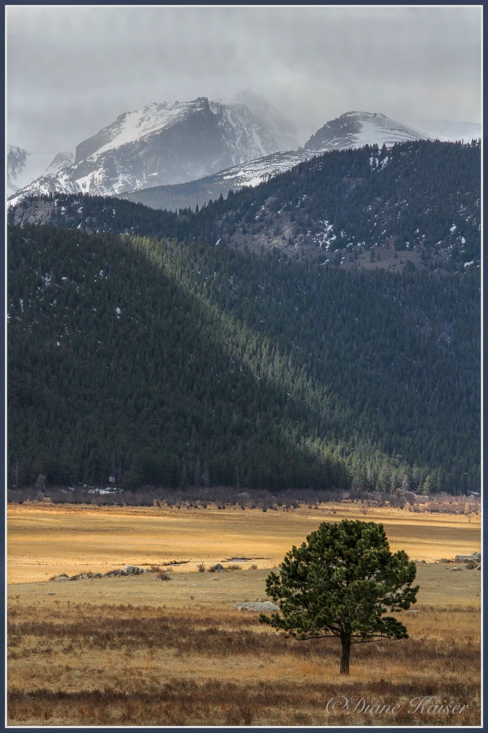 Diane and I had a nice conversation on the composition for the scene. I shot horizontally but the saw her vertical take on the same scene. Her shot was stronger and used the diagonal sun rays to highlight the single tree. Seeing her image made me get out of the car, set up my tripod again and get one for myself!! 