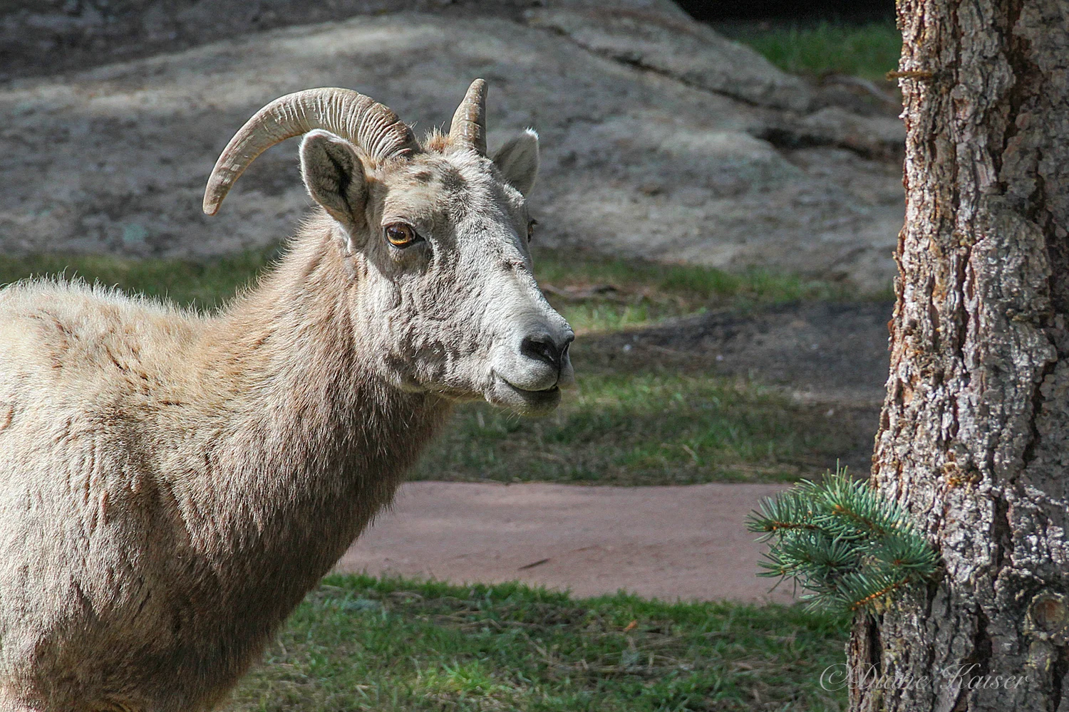 We spotted these Big Horn sheep along the road in front of a small motel as we headed up from Estes Park. They were in no hurry to move along even though they were drawing quite a crowd of photographers.
