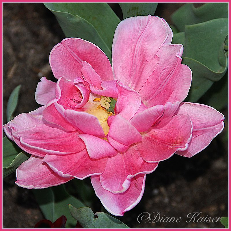 I have posted a couple of images of the flowers planted along the Pearl Street Mall in Boulder. We were hungry so we stopped there for a late lunch. The wind was pretty strong but Diane prevailed. 