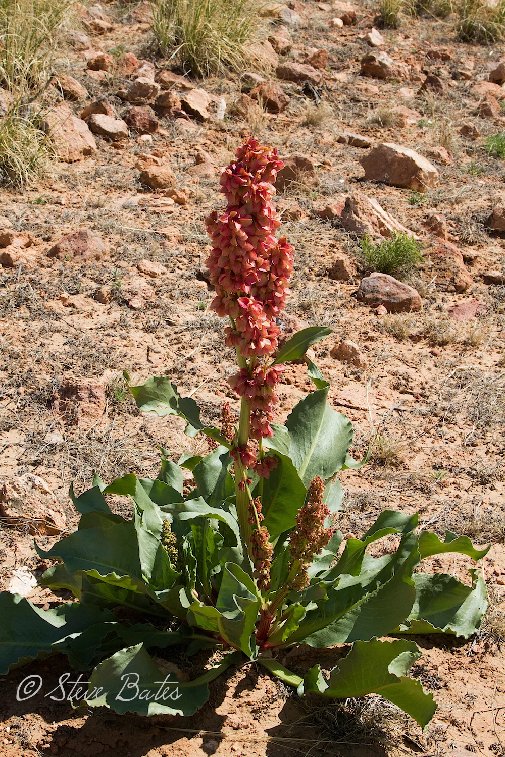 This is Desert Rhubarb and it stinks!!