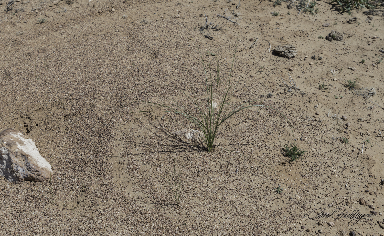 Reminded me of White Sands . . . . if I leave really early I could spend half a day there looking for Sand Verbena before going into Las Cruces . . . 