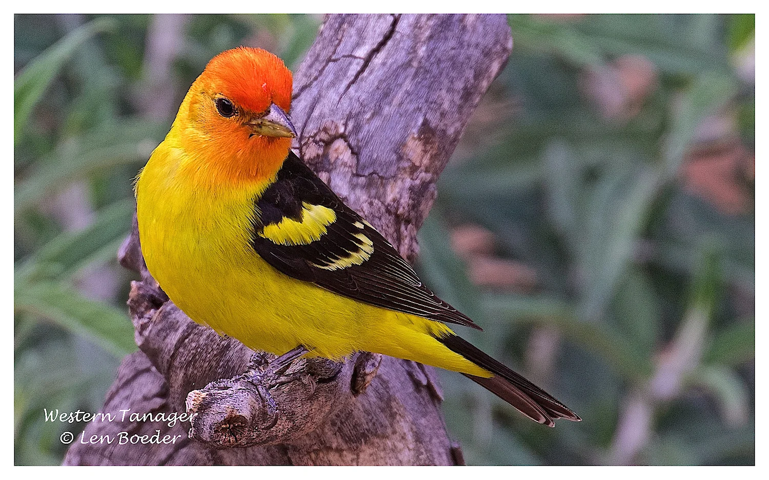 Western Tanager 211.jpg