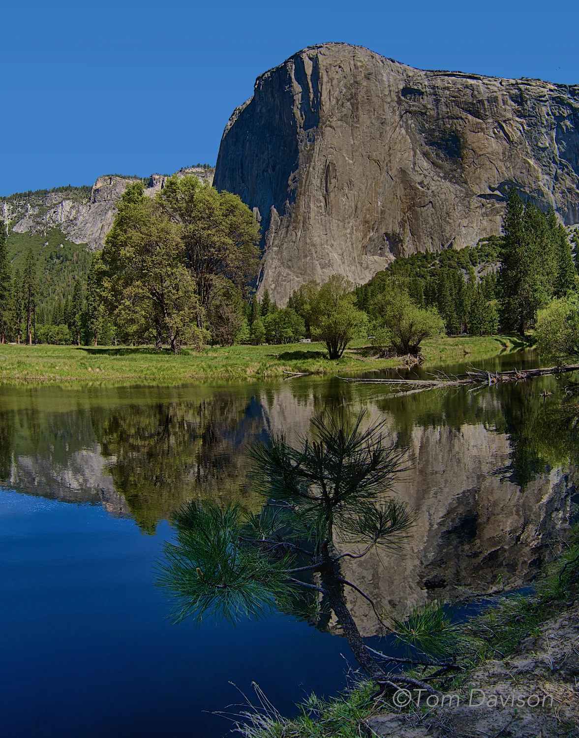El Capitan from across the Merced River. Tom looked a long time for just the right foreground in place. That is another conundrum in photographing Yosemite, to make a shot special the iconic part has to be framed in an interesting way. A huge granite rock like El Capitan gets old real quick unless we change the window you see it through.