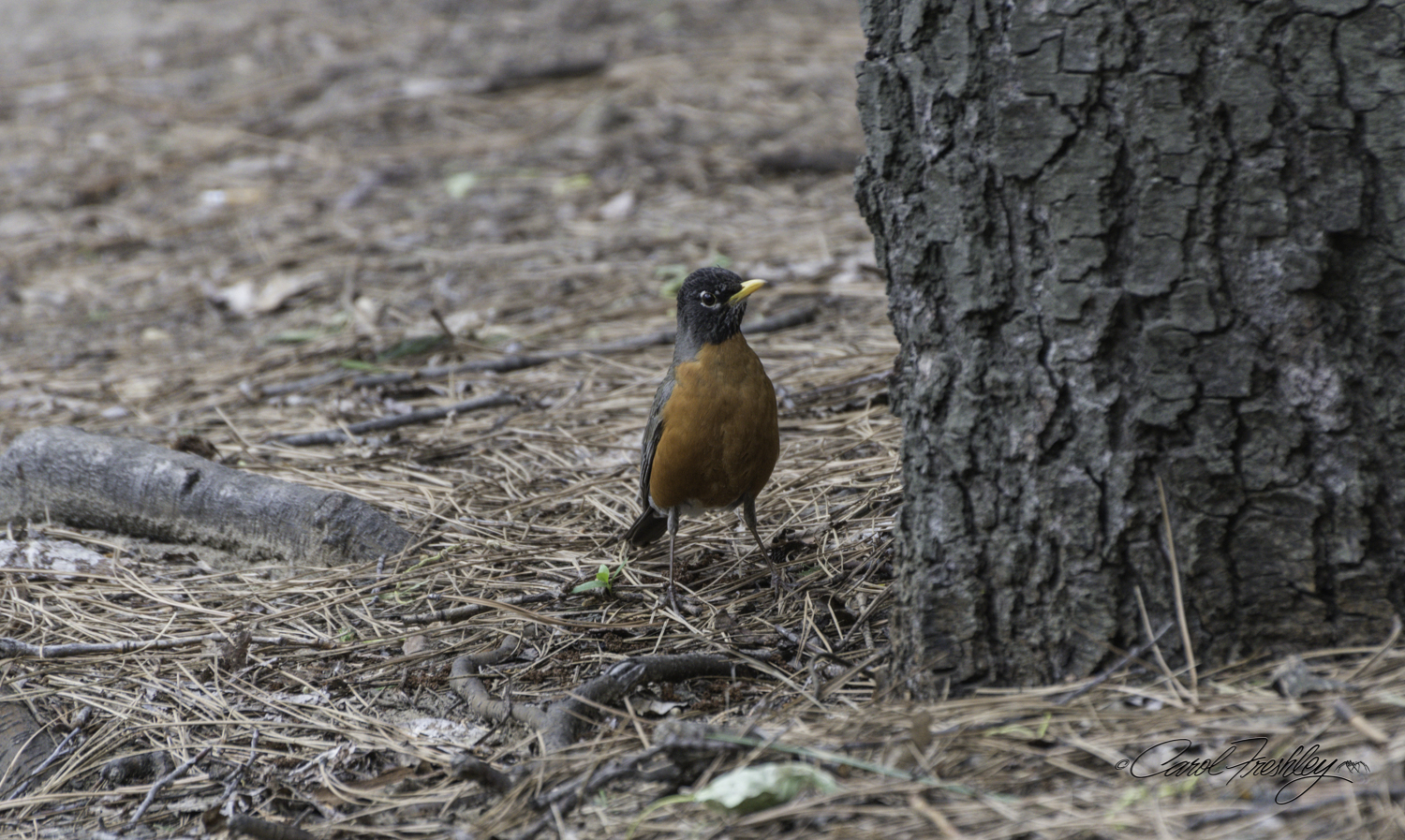 Male Northern America Robin. His mate was nearby getting her cold bath in the Merced River.