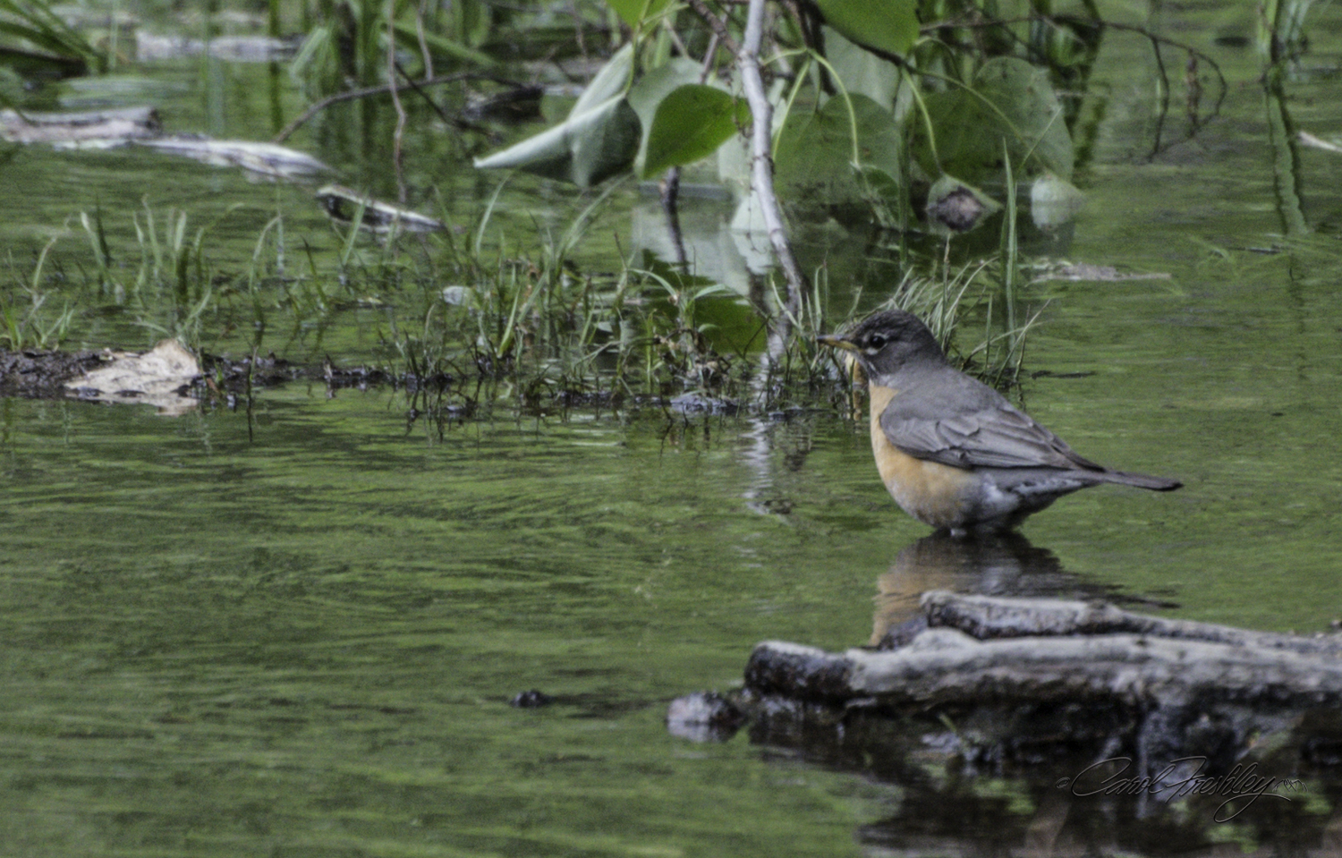 Female North America Robin.