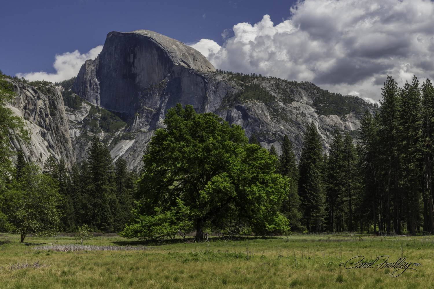Half Dome from Cook's Meadow.