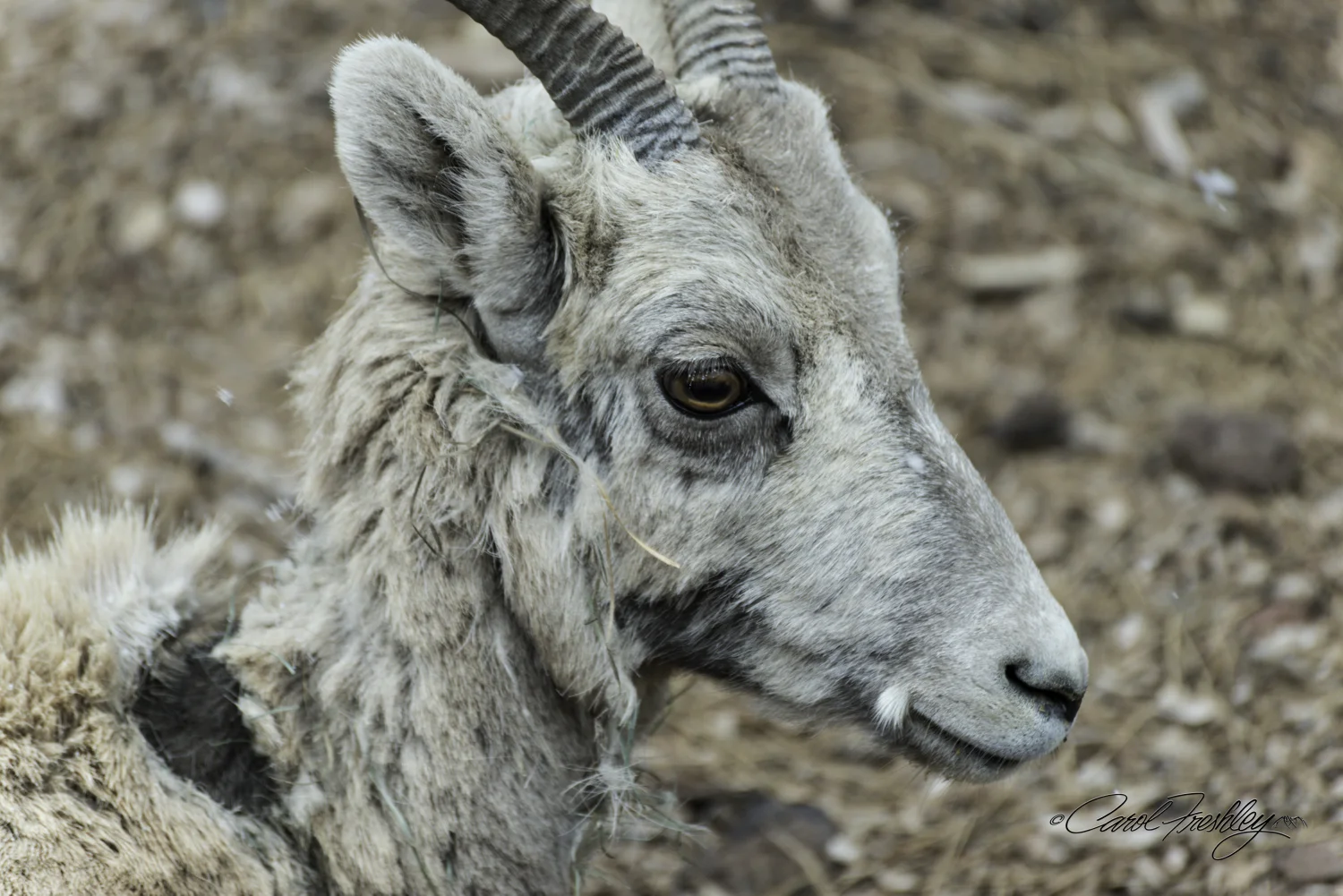 In spring many of the animals are shedding their winter coats.