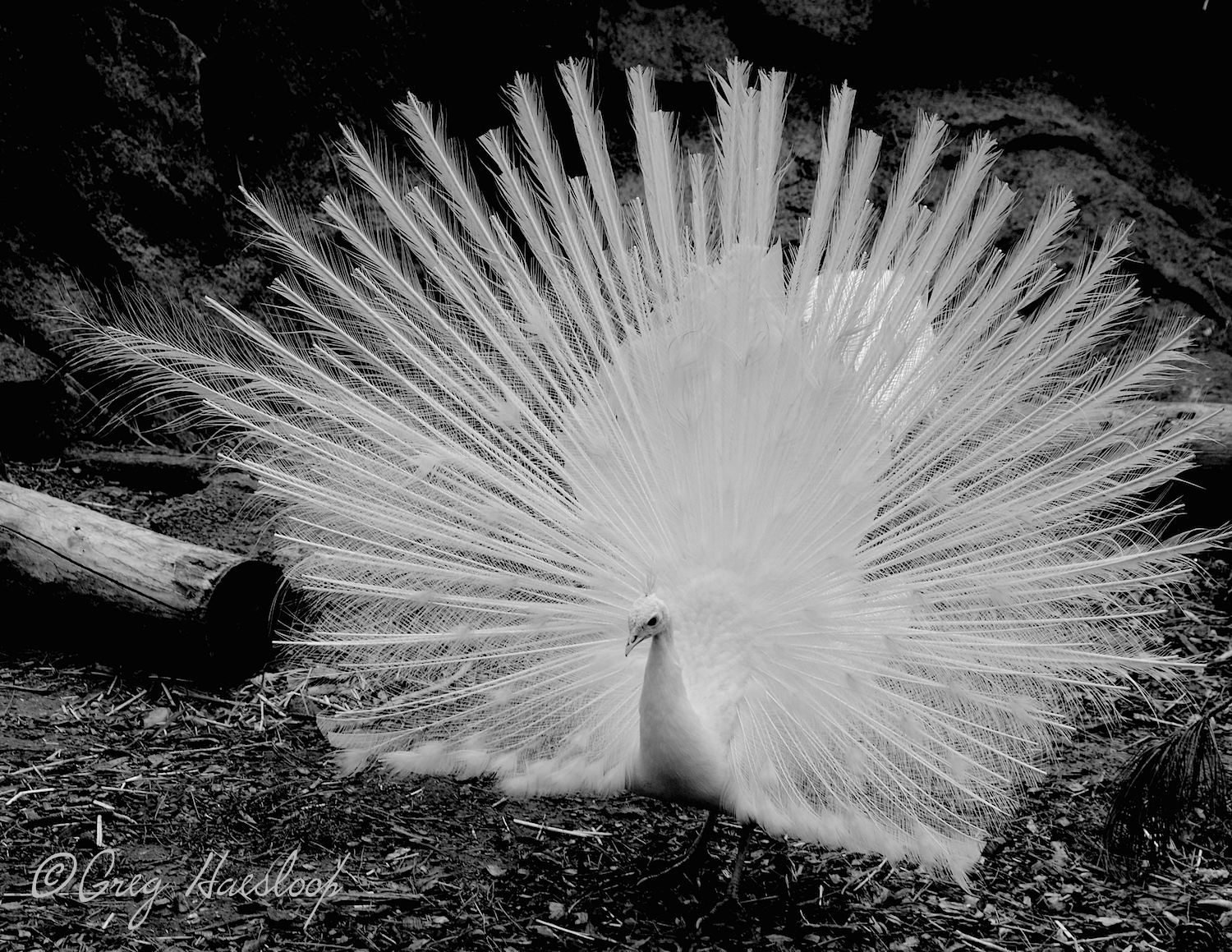 That white object behind the peacock is a female who is easily ignoring all the display!