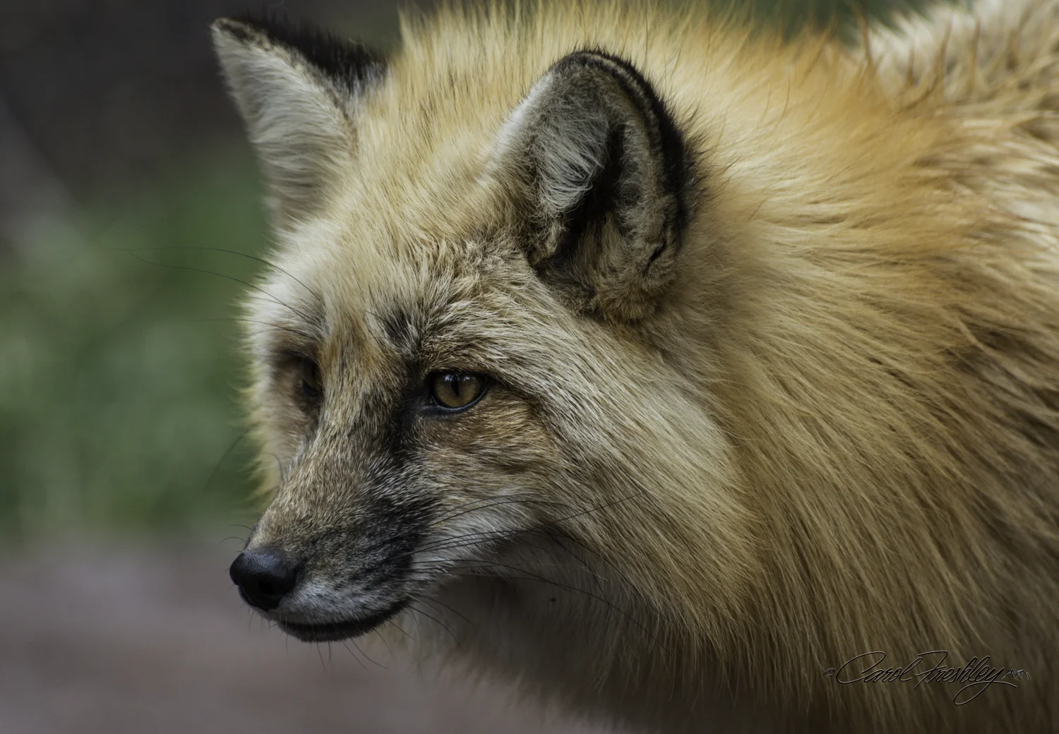 In all my visits to Bearizona, this is the first time I have seen this fox up and active. A great photo model, he actually stood still some of the time!
