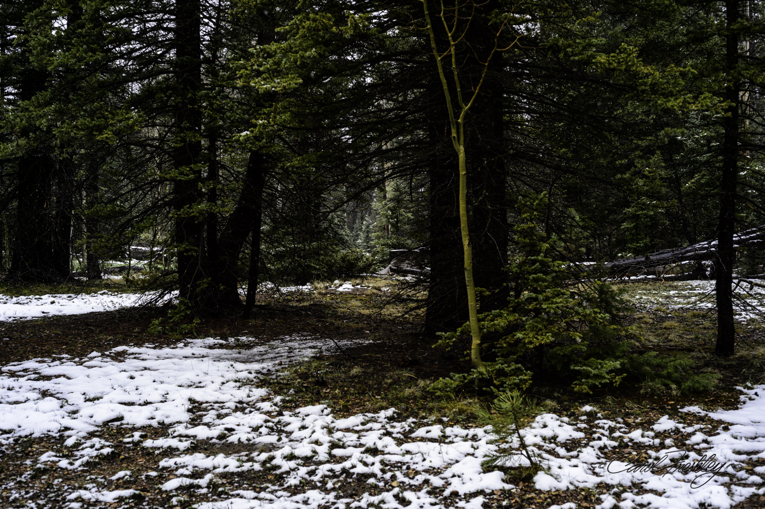 Our campsite. Photo taken in a break in the weather. I am going back in better weather. This is a great find for someone like me who is fine sleeping in her car. By morning, the overnight rain and sleet had melted the snow.