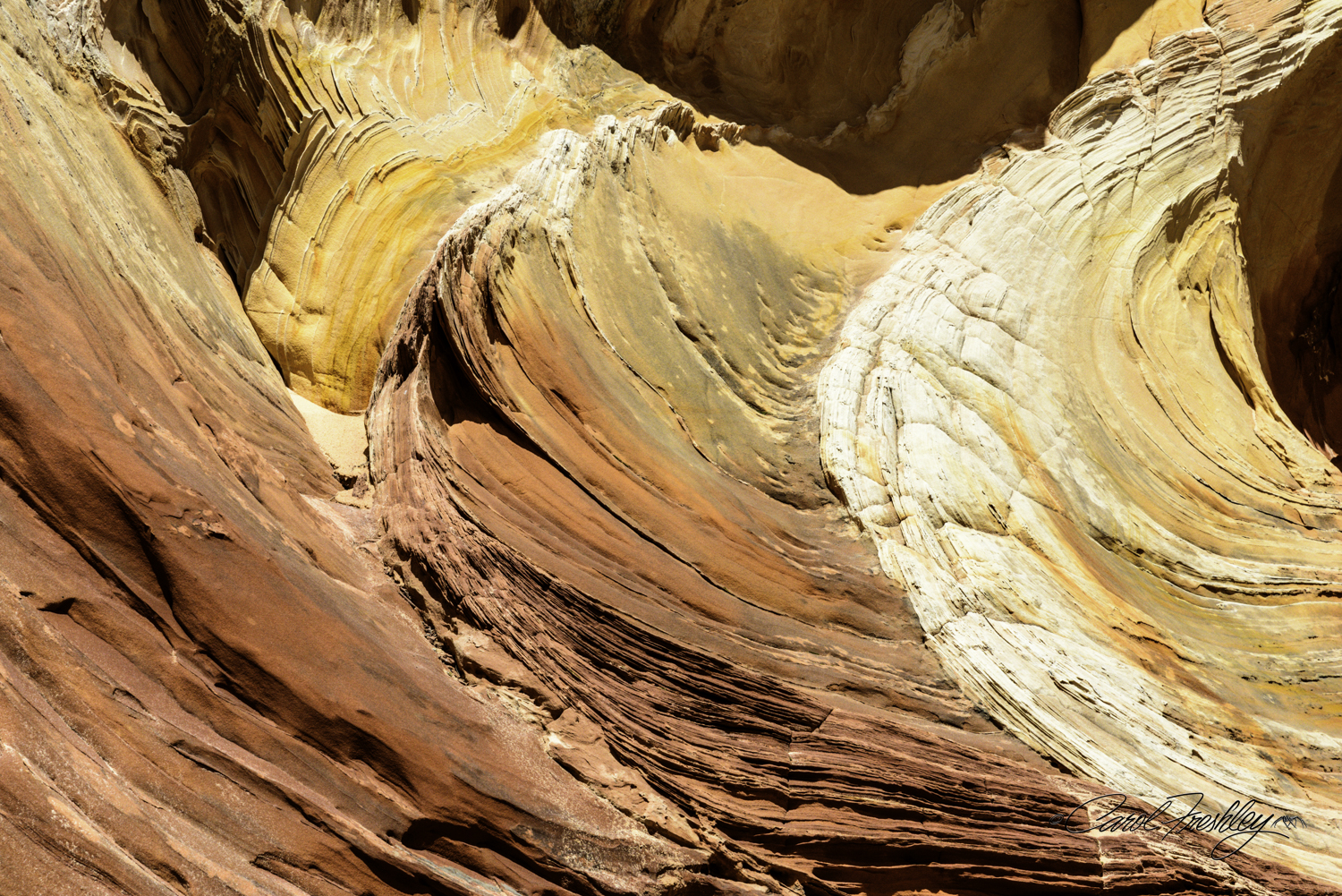 A closer look at the whirling rock of the oyster.